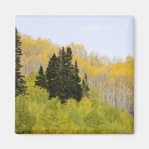 Imán EE. UU., Colorado, Bosque Nacional Gunnison, a lo