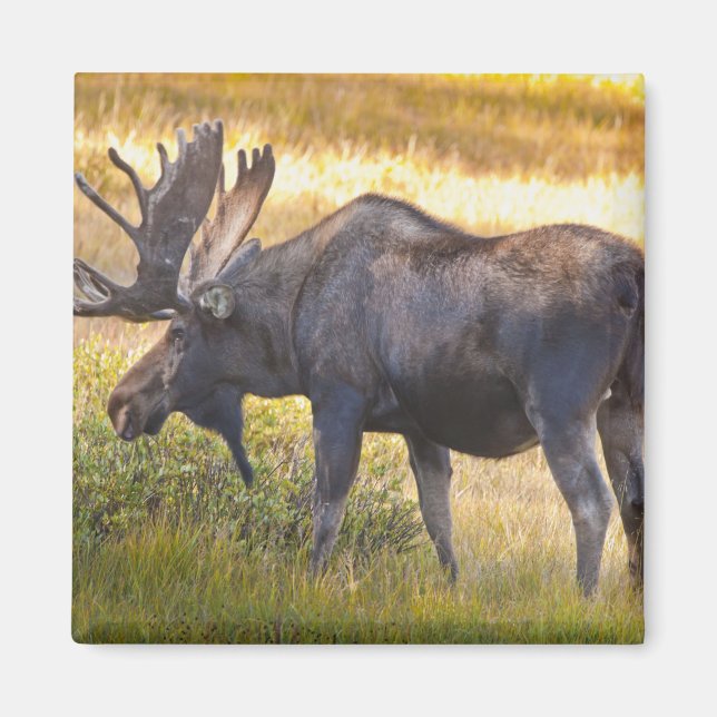 Imán EE. UU., Colorado, Cameron Pass. Alce macho (Frente)