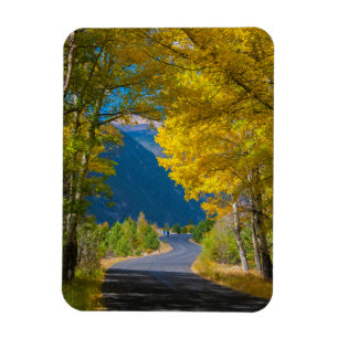 Imán EE. UU., Colorado. Carretera flanqueada por álamos