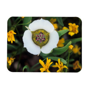 Imán EE. UU., Colorado. Mariposa tulipán