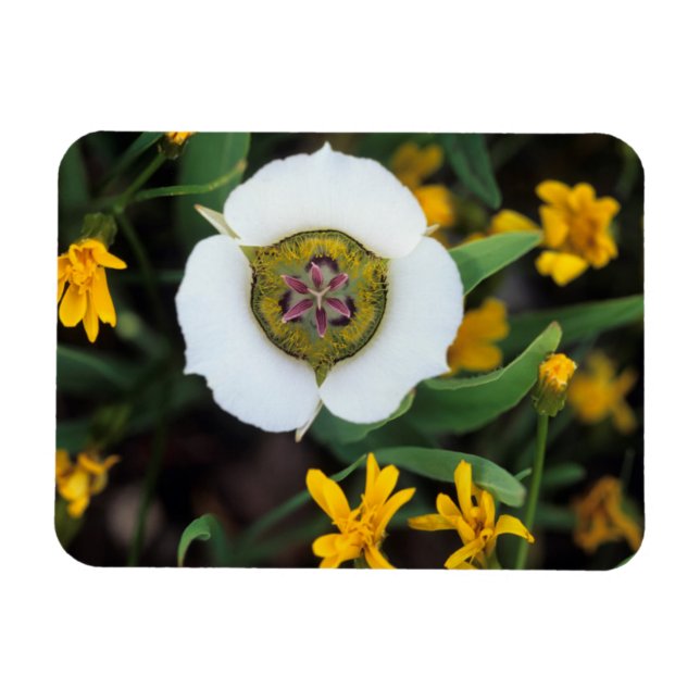 Imán EE. UU., Colorado. Mariposa tulipán (Horizontal)