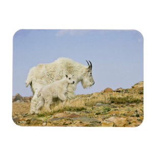 Imán EE. UU., Colorado, Montañas Rocosas, Monte Evans,