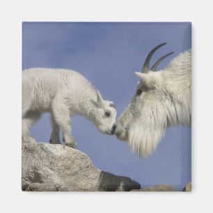 Imán EE. UU., Colorado, Monte Evans. Cabra montés madre