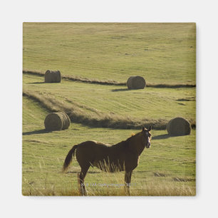 Imán EE.UU., Colorado, Steamboat Springs, rollos de hen