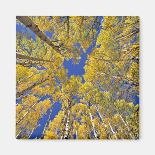 Imán EE. UU., Colorado, zona de Aspen. Bosque de álamos