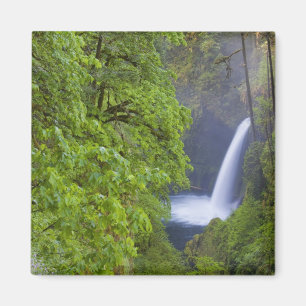 Imán EE. UU., Eagle Creek, Columbia Gorge, Oregon. 2