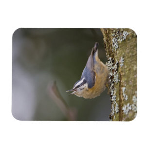 Imán EE.UU., Estado de Washington, Nuthatch de paliza r