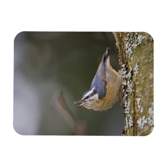 Imán EE.UU., Estado de Washington, Nuthatch de paliza r (Horizontal)