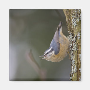 Imán EE.UU., Estado de Washington, Nuthatch de paliza r