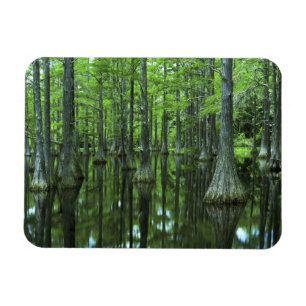 Imán EE. UU., Florida, Bosque Nacional Apalachicola, Ca