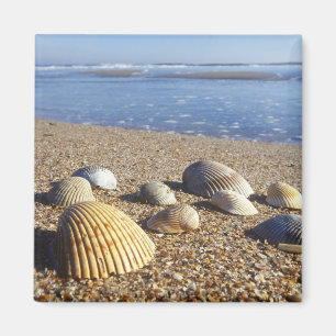 Imán EE. UU., Florida, conchas marinas costeras