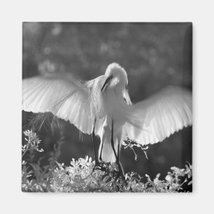 Imán EE. UU., Florida, Garza Real (Ardea alba) infrarro