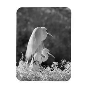 Imán EE. UU., Florida, Gran Garza Blanca (Ardea alba) i