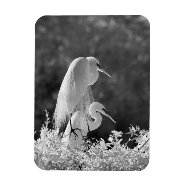 Imán EE. UU., Florida, Gran Garza Blanca (Ardea alba) i (Vertical)