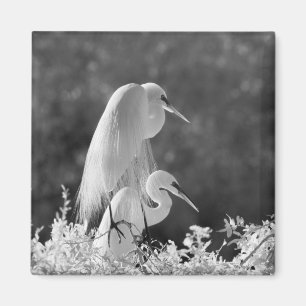 Imán EE. UU., Florida, Gran Garza Blanca (Ardea alba) i
