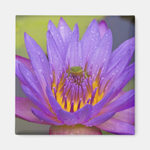 Imán EE.UU., Florida, Lago Kissimmee. Rana de hoja verd