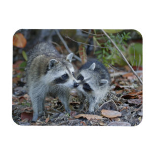 Imán EE. UU., Florida, Sanibel, Ding Darling Nacional