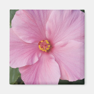 Imán EE. UU., Florida, Sanibel, Hibisco Rosa de