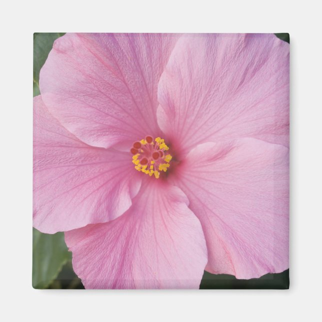 Imán EE. UU., Florida, Sanibel, Hibisco Rosa de (Frente)
