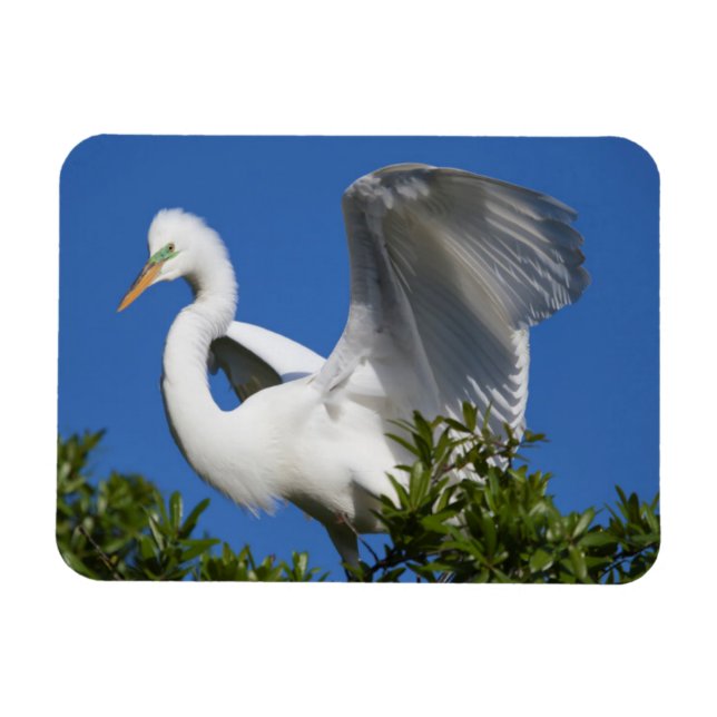 Imán EE.UU., Florida, St. Augustine, Egret (Horizontal)