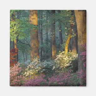 Imán EE. UU., Georgia, Callaway Gardens, bosque de azal