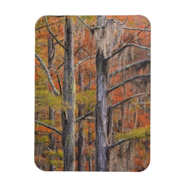 Imán EE. UU., Georgia, George Smith State Park, ciprés (Vertical)