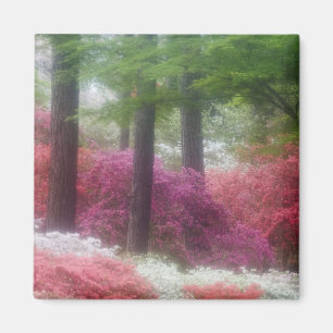 Imán EE. UU.; Georgia; Pine mountain. Azaleas en
