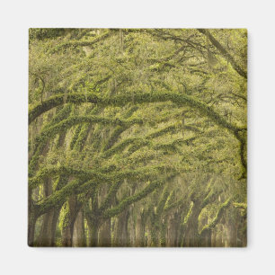 Imán EE.UU.; Georgia; Savannah. Árboles de roble con