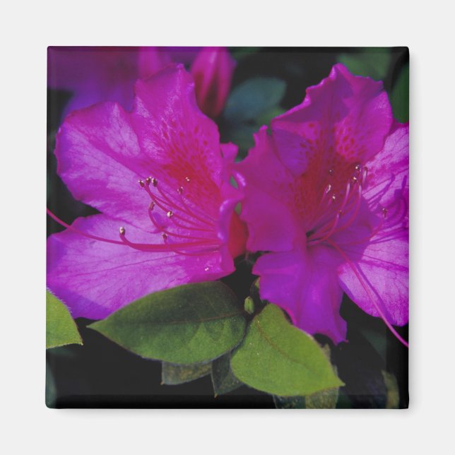 Imán EE. UU., Georgia, Savannah. Azalea en flor. (Frente)