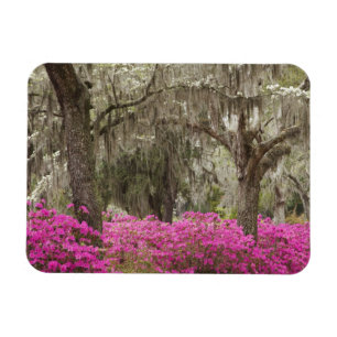 Imán EE. UU., Georgia, Savannah, Primavera en Historic