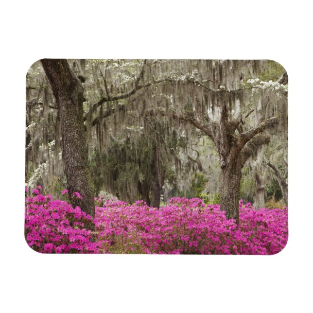 Imán EE. UU., Georgia, Savannah, Primavera en Historic (Horizontal)
