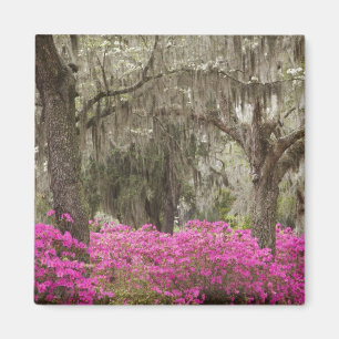 Imán EE. UU., Georgia, Savannah, Primavera en Historic