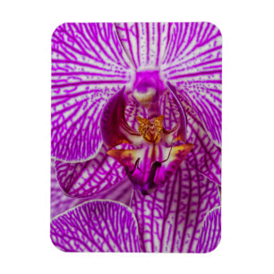Imán EE. UU., Georgia, Savannah, Primer plano de orquíd