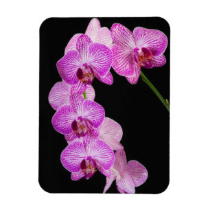 Imán EE. UU., Georgia, Savannah, Racimo de orquídeas 2