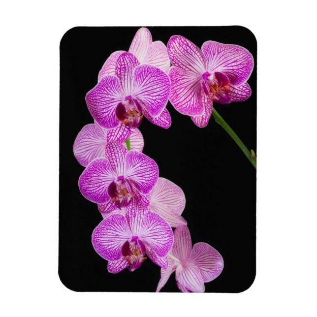 Imán EE. UU., Georgia, Savannah, Racimo de orquídeas 2 (Vertical)