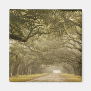 Imán EE. UU., Georgia, Savannah, Un camino bordeado de