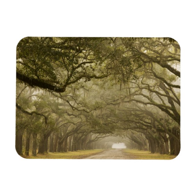 Imán EE. UU., Georgia, Savannah, Un camino bordeado de  (Horizontal)