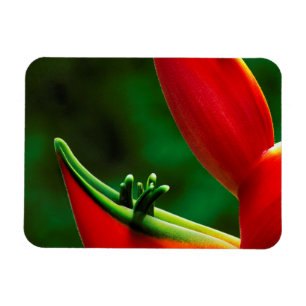 Imán EE. UU., Hawái, Hilo. Heliconia