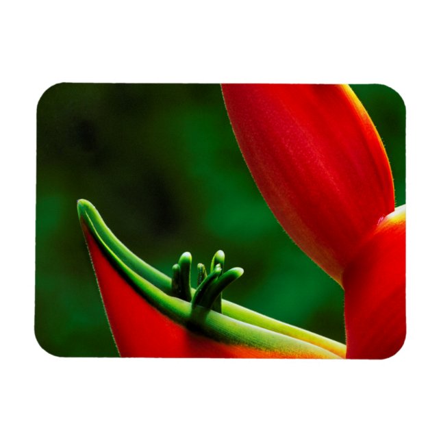 Imán EE. UU., Hawái, Hilo. Heliconia (Horizontal)