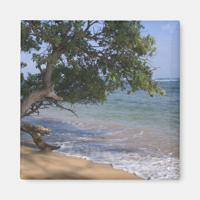 Imán EE. UU., Hawái, Kauai, paisaje de playa. RF) (Frente)