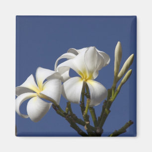 Imán EE. UU., Hawái, Kauai, plumeria blanca.