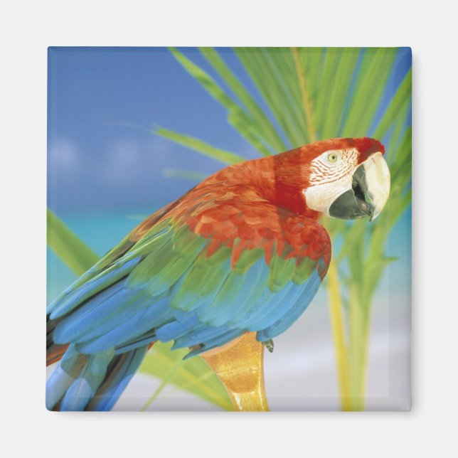 Imán EE. UU., Hawái. Loro (Frente)