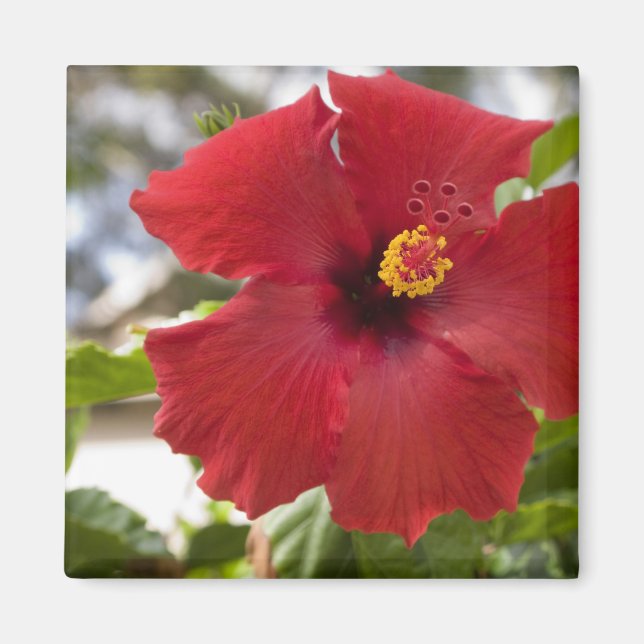 Imán EE. UU., Hawái, Oahu. El Hibisco es el (Frente)