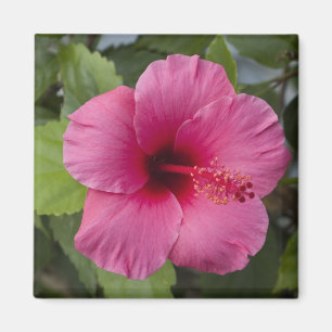 Imán EE. UU., Hawái, Oahu. El Hibisco es el 2