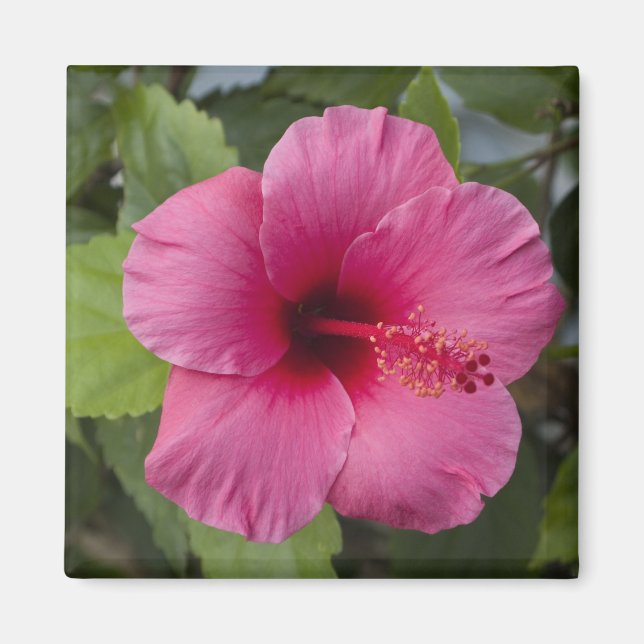 Imán EE. UU., Hawái, Oahu. El Hibisco es el 2 (Frente)