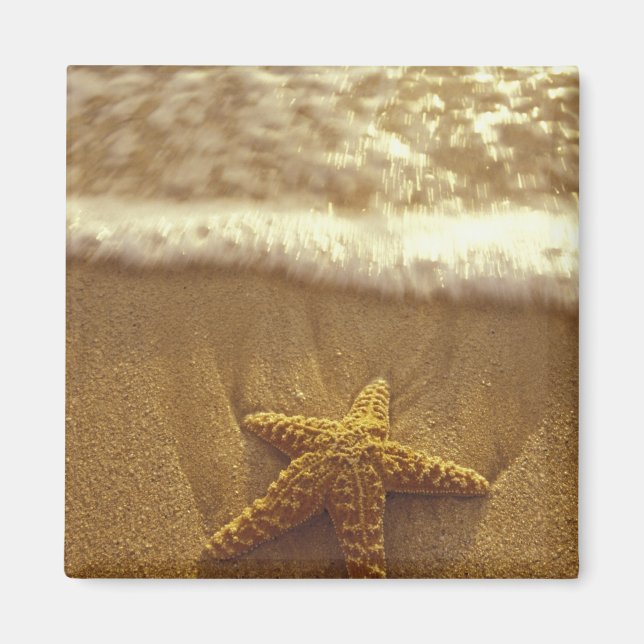 Imán EE.UU., Hawaii, Maui, Maui, Kihei, Starfish y (Frente)