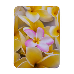 Imán EE.UU., Hawaii, Oahu, Plumeria flores en flor 1