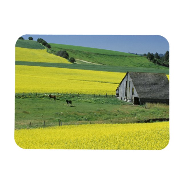 Imán EE. UU., Idaho, cerca de Potlatch, Canola y antigu (Horizontal)