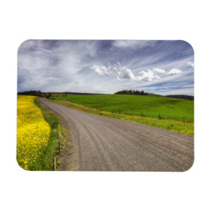 Imán EE. UU., Idaho, Condado de Idaho, Campo de canola