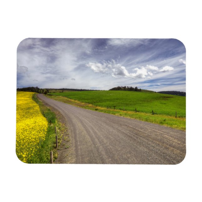 Imán EE. UU., Idaho, Condado de Idaho, Campo de canola (Horizontal)